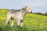 IRISH WOLFHOUND 210